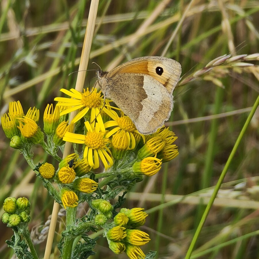 Meadow Brown - Hampton Heath - 2022-07-02